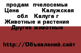 продам  пчелосемьи › Цена ­ 3 500 - Калужская обл., Калуга г. Животные и растения » Другие животные   